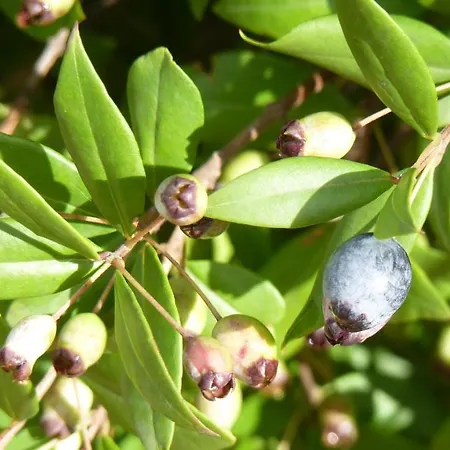 Art Del Poggio ゲストハウス