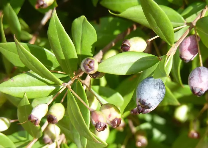 Art Del Poggio Vendégház